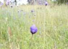 2009 Spring Wildflowers