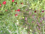 DSCF0917
