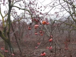DSCF0410