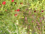 DSCF0915