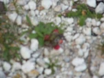 Picture 054