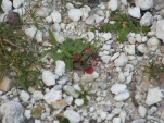 Picture 055
