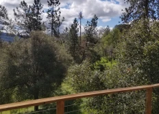 2022 Big Trees Come Down