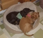 20201219 183739 cropped Zach and Teddy in the bed