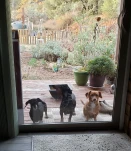 20201122 070132cropped